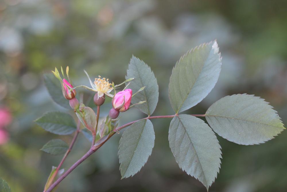 Rosier des Vosges, Rosier glauque Rosa ferruginea Vill., 1779
