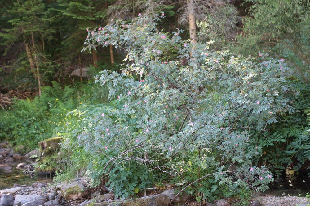 Rosier des Vosges, Rosier glauque Rosa ferruginea Vill., 1779