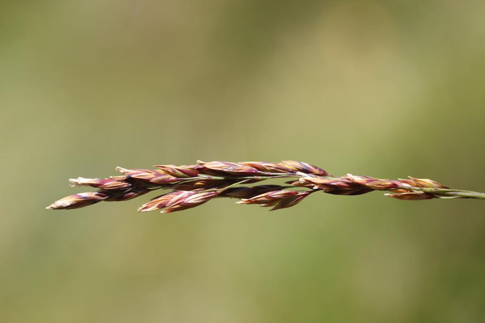 Queyrel Patzkea paniculata (L.) G.H.Loos, 2010