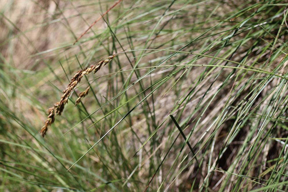 Queyrel Patzkea paniculata (L.) G.H.Loos, 2010