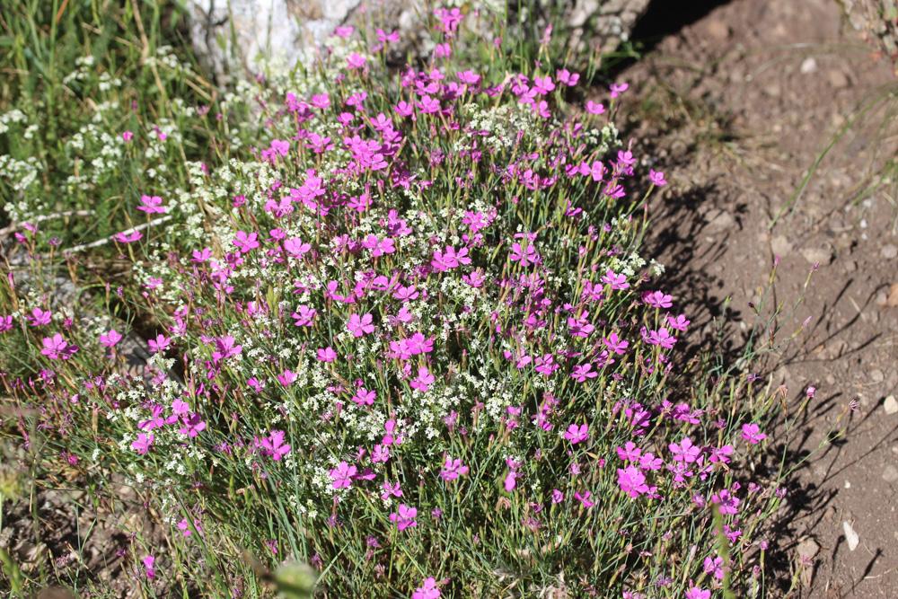 Oeillet couché Dianthus deltoides L., 1753