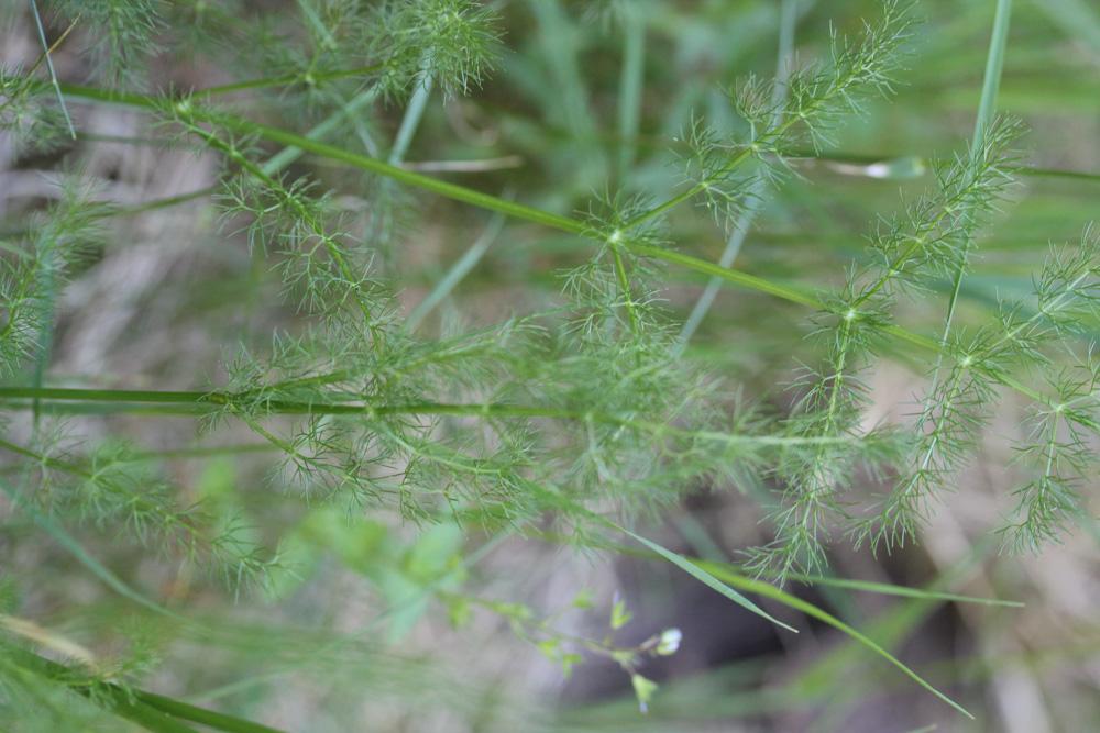 Carum verticillé Trocdaris verticillatum (L.) Raf., 1840