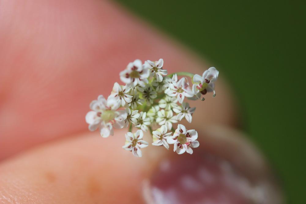 Carum verticillé Trocdaris verticillatum (L.) Raf., 1840