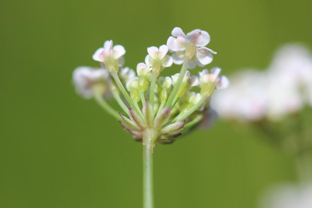 Carum verticillé Trocdaris verticillatum (L.) Raf., 1840