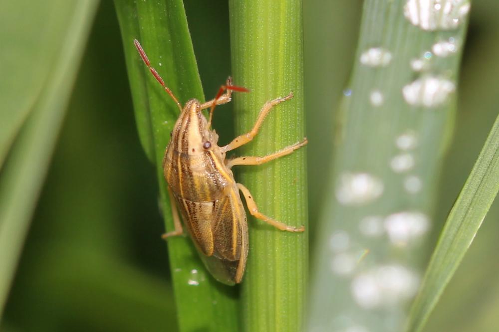 Aelia rostrata Boheman, 1852