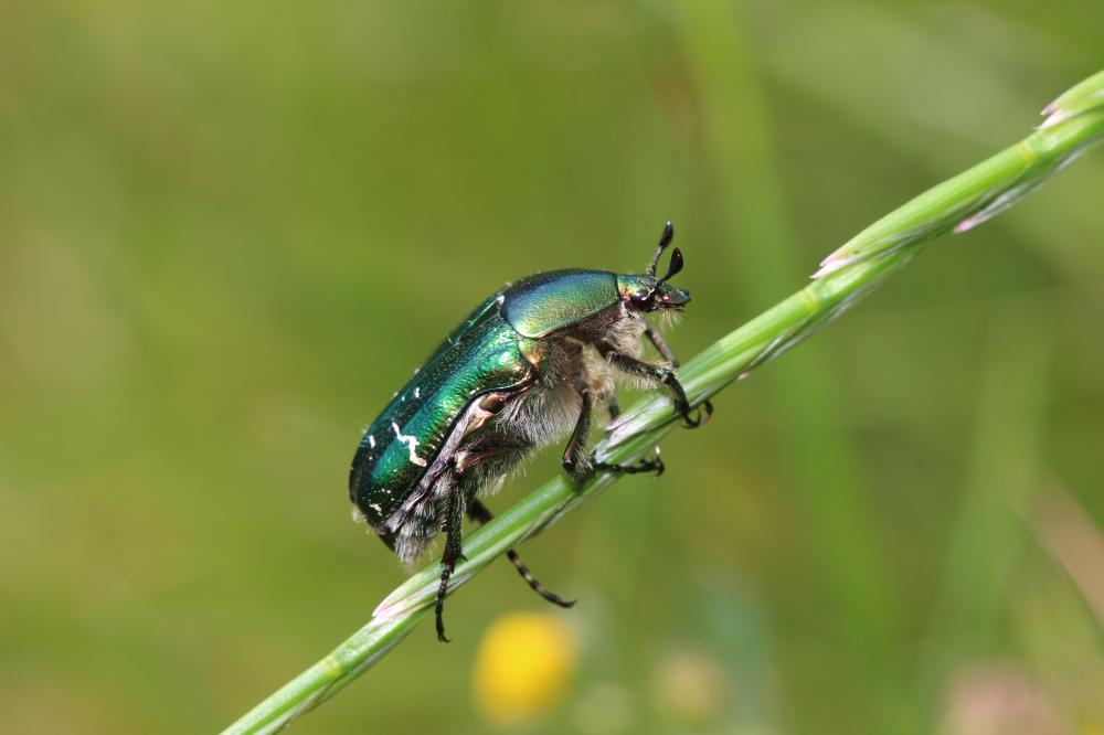 Cétoine dorée (la), Hanneton des roses Cetonia aurata (Linnaeus, 1758)