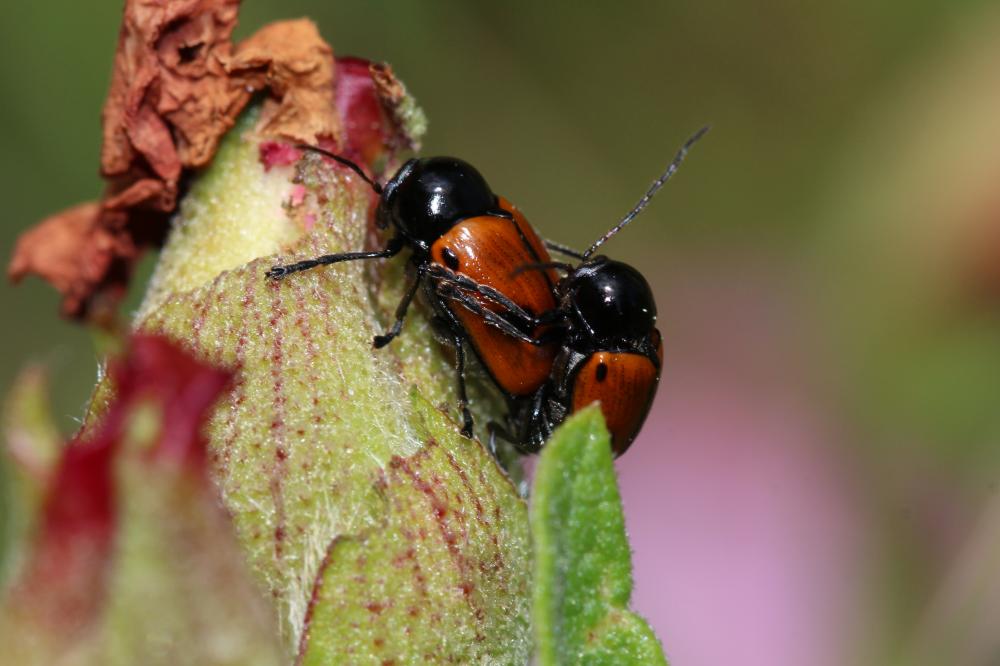 Cryptocephalus bipunctatus (Linnaeus, 1758)