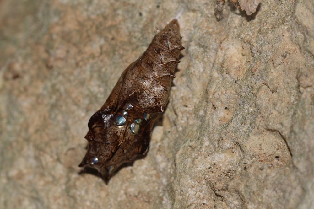 Tabac d'Espagne (Le), Nacré vert (Le), Barre argen Argynnis paphia (Linnaeus, 1758)