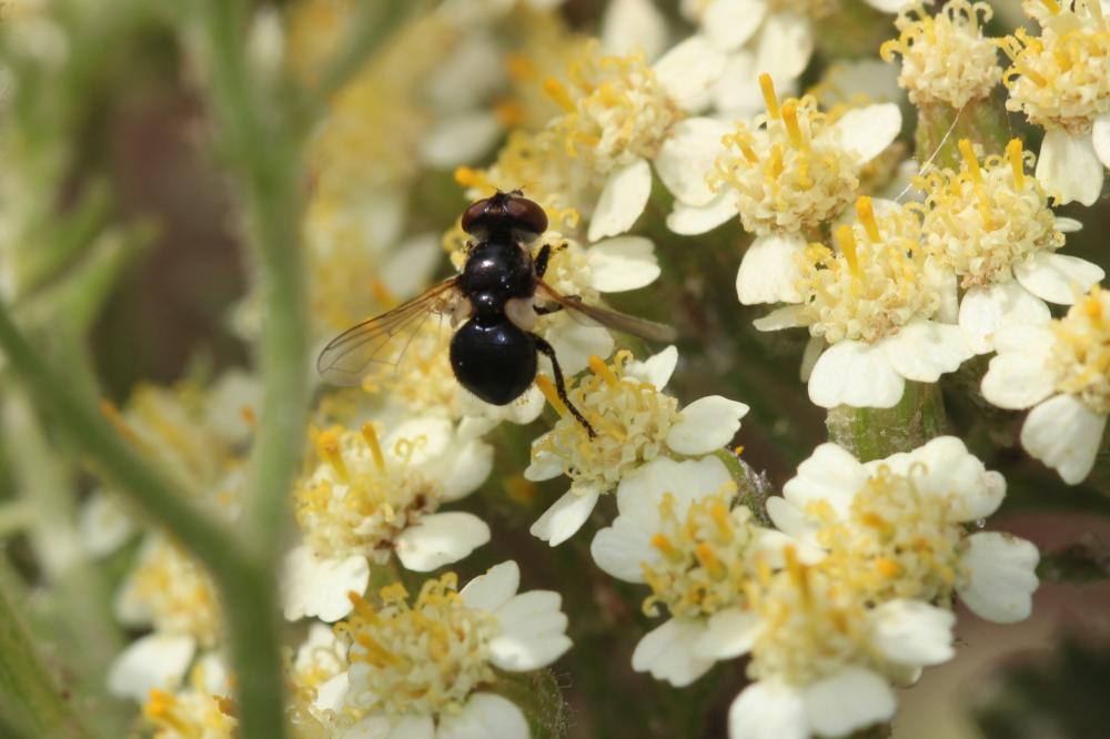 Cistogaster globosa (Fabricius, 1775)