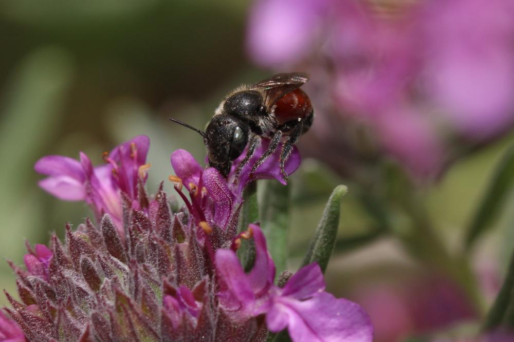  Osmia andrenoides Spinola, 1808