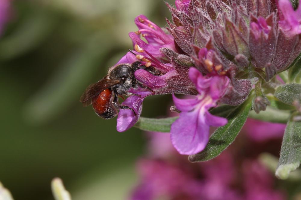 Osmia andrenoides Spinola, 1808