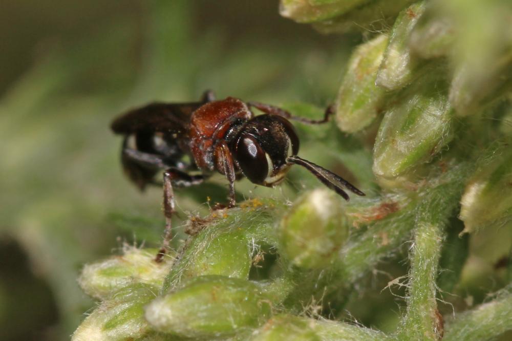 Harpactus formosus (Jurine, 1807)