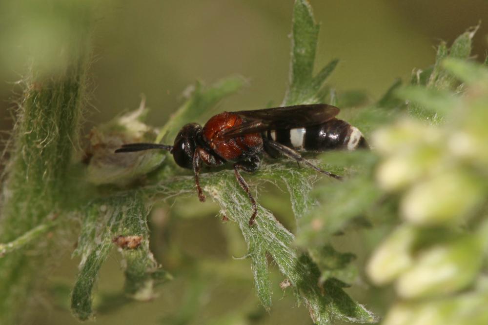  Harpactus formosus (Jurine, 1807)