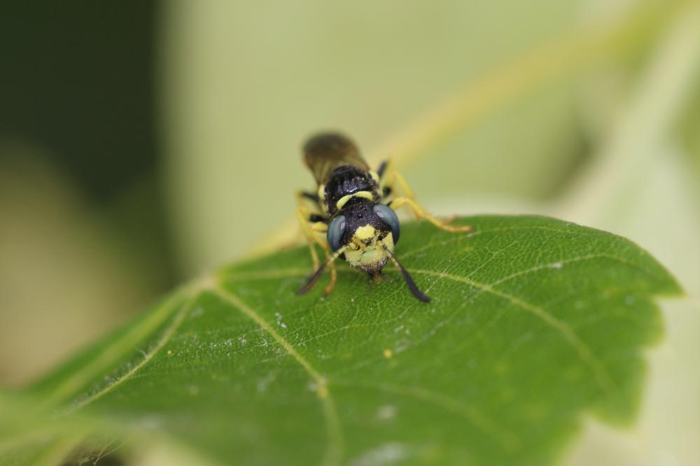 Philanthus Fabricius, 1790