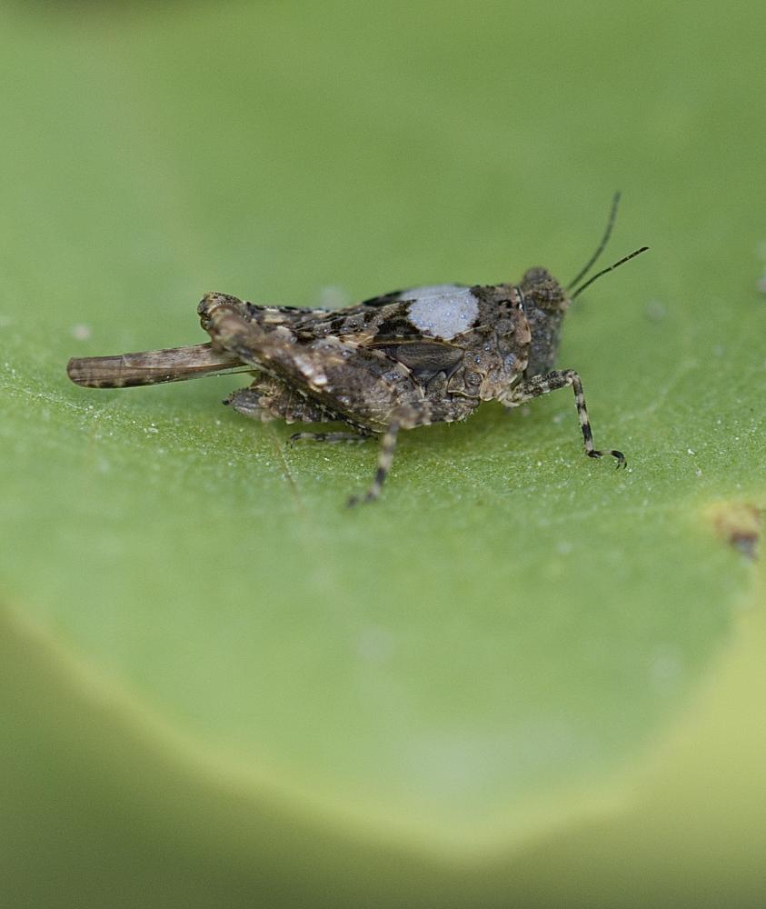 Tétrix des vasières Tetrix ceperoi (Bolívar, 1887)