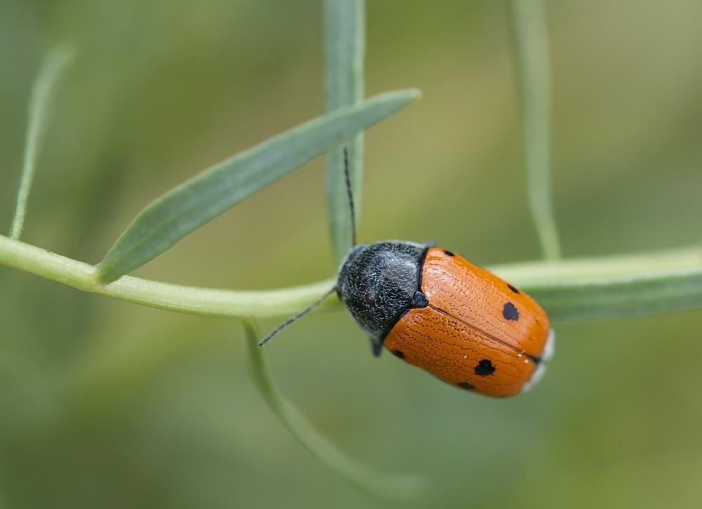 Cryptocephalus sexmaculatus Olivier, 1791