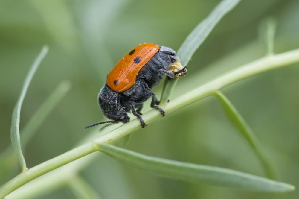  Cryptocephalus sexmaculatus Olivier, 1791
