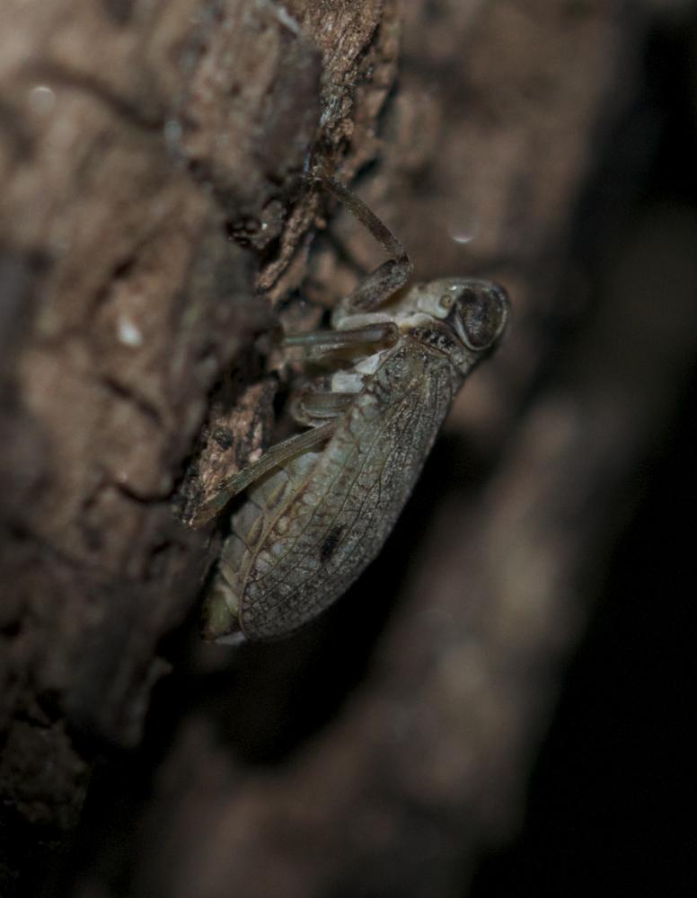 Isside commun Issus coleoptratus (Fabricius, 1781)