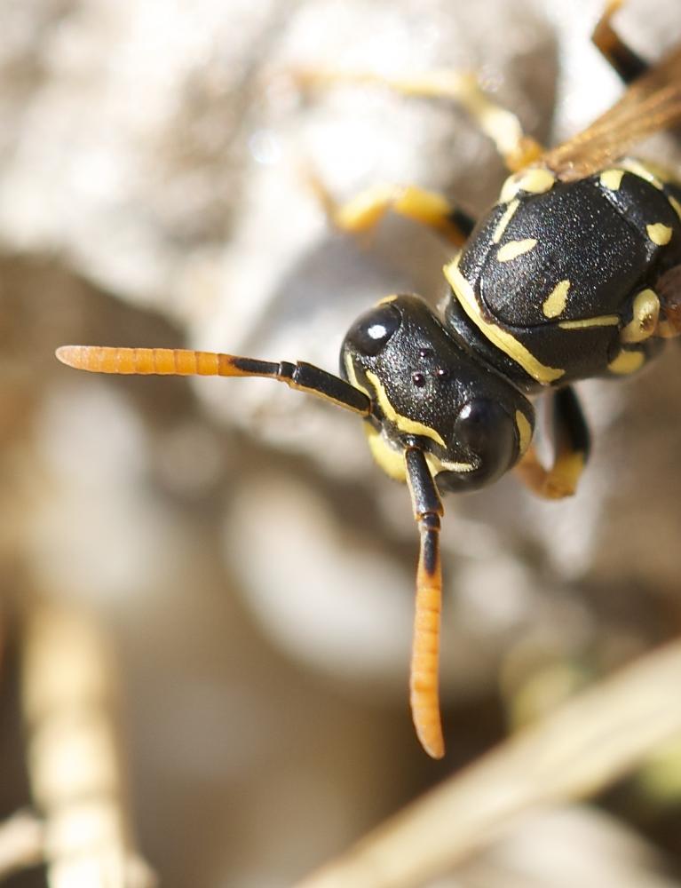 Guêpe poliste Polistes dominula (Christ, 1791)