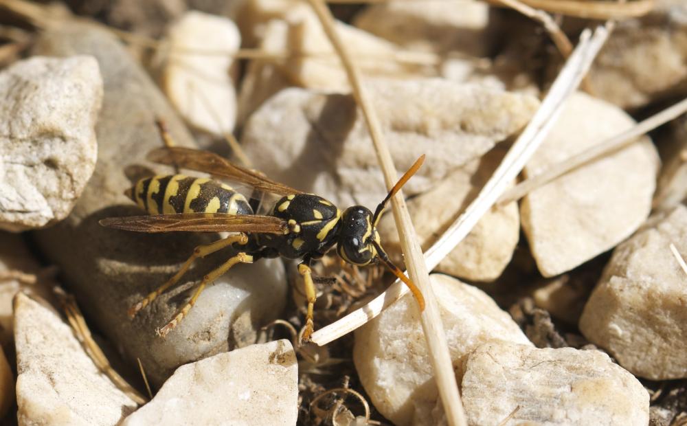Guêpe poliste Polistes dominula (Christ, 1791)