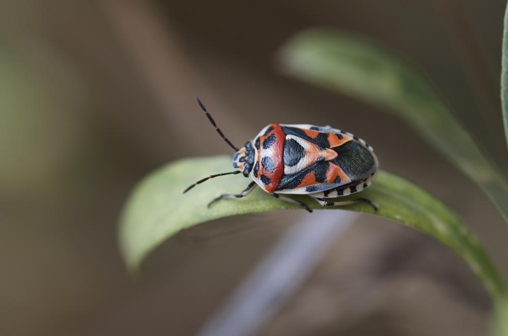 Eurydema ornata (Linnaeus, 1758)