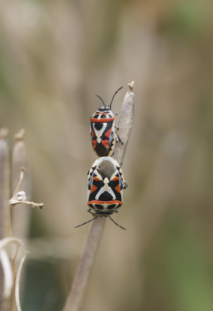Eurydema ornata (Linnaeus, 1758)