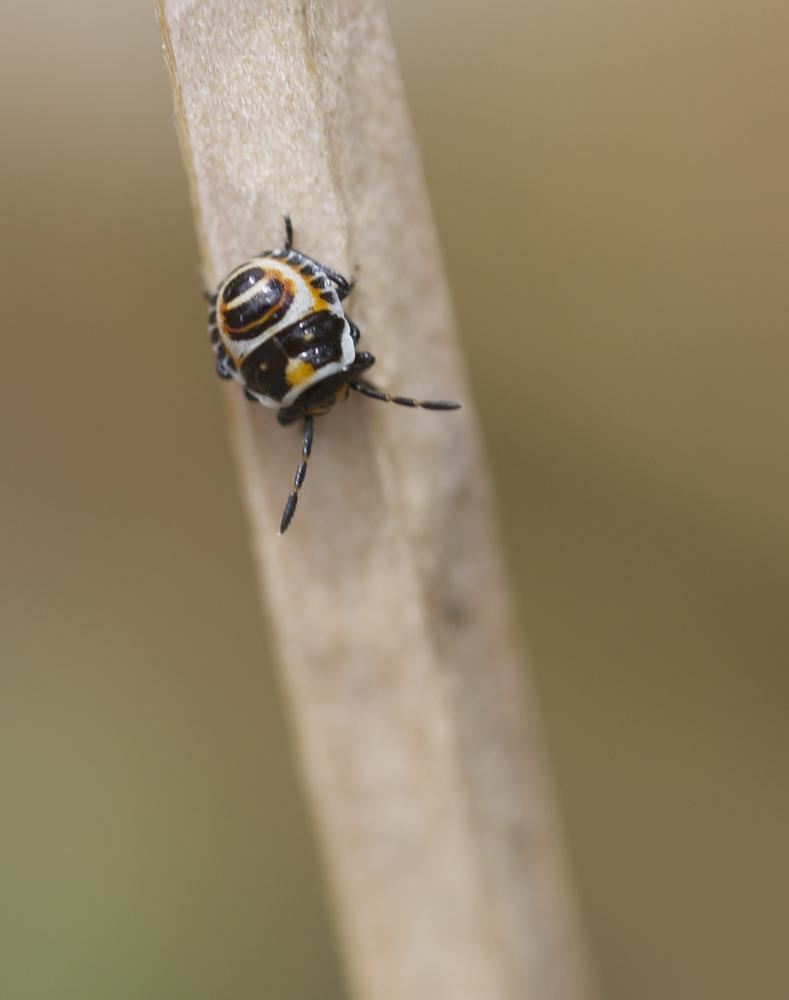 Eurydema ornata (Linnaeus, 1758)