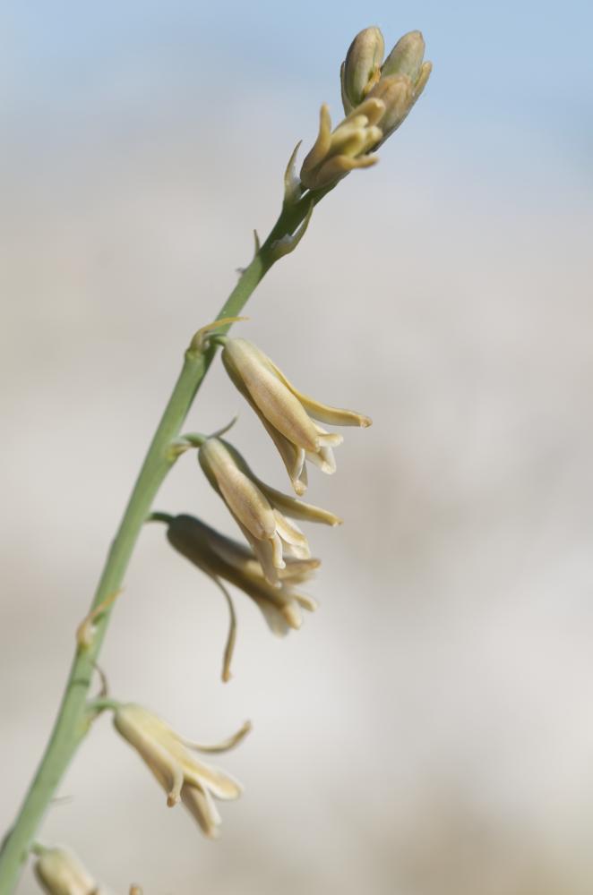 Dipcadi tardif Dipcadi serotinum (L.) Medik., 1790