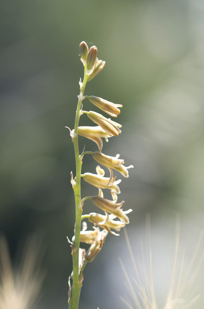 Dipcadi tardif Dipcadi serotinum (L.) Medik., 1790