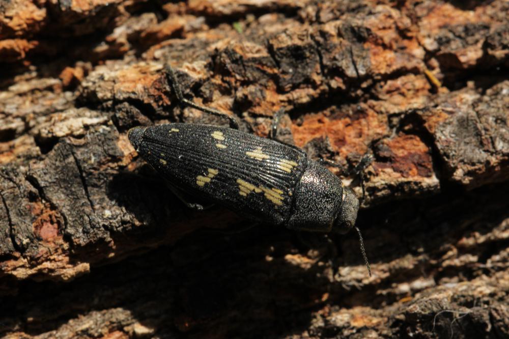 Bupreste à neuf tâches Buprestis novemmaculata Linnaeus, 1767