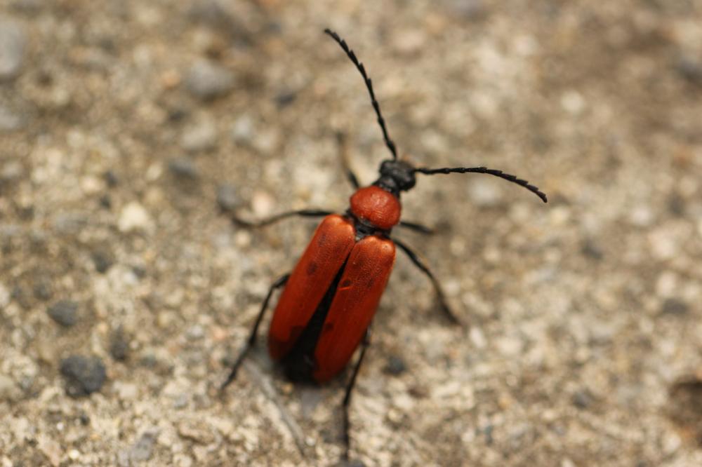 Stictoleptura fontenayi (Mulsant, 1839)
