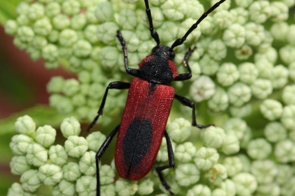 Purpuricenus kaehleri (Linnaeus, 1758)