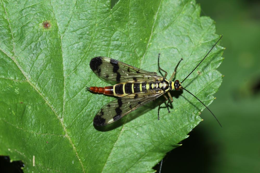 Panorpa Linnaeus, 1758