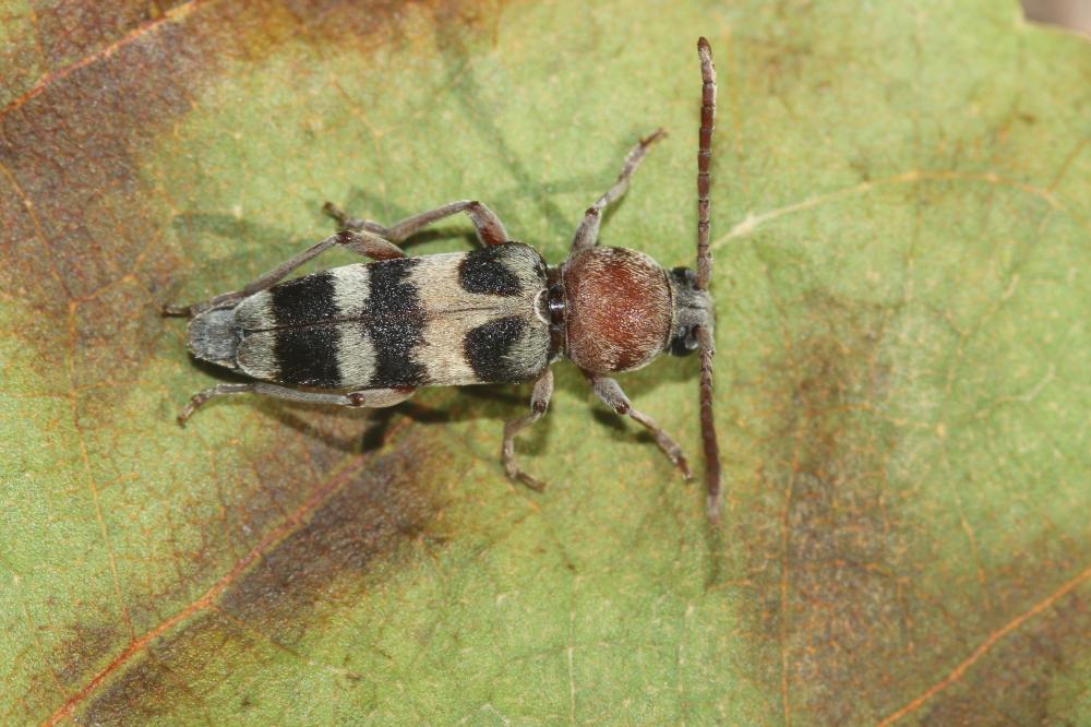 Chlorophorus trifasciatus (Fabricius, 1781)