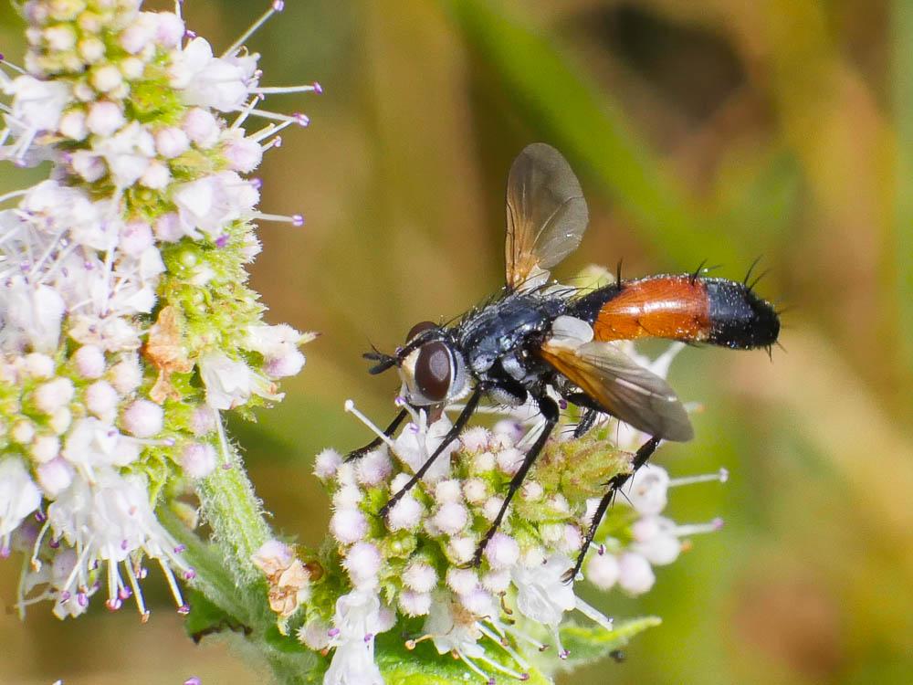 Cylindromyia brassicaria (Fabricius, 1775)