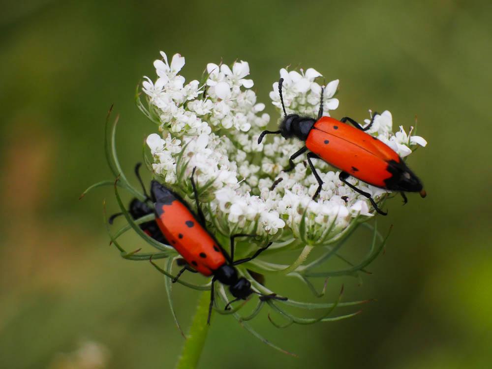 Mylabris quadripunctata quadripunctata (Linnaeus, 1767)