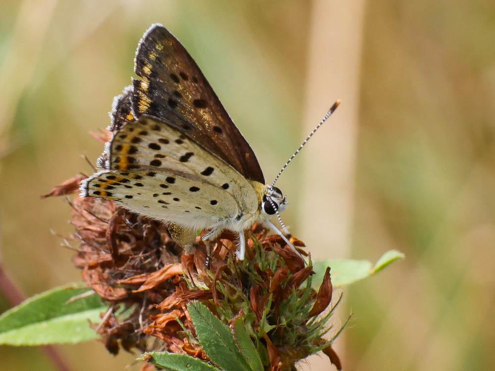 Lycaena tityrus tityrus (Poda, 1761)