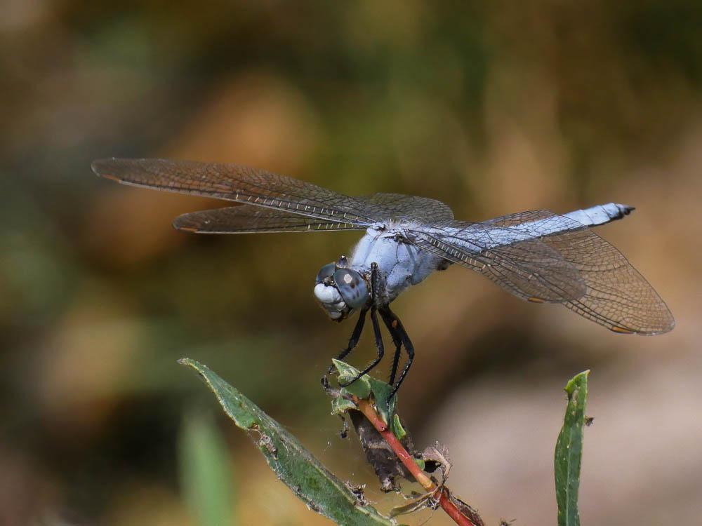 Orthétrum brun (L') Orthetrum brunneum (Boyer de Fonscolombe, 1837)