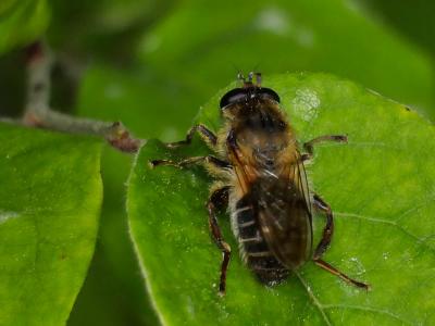  Criorhina asilica (Fallén, 1816)