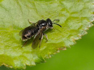 Lasioglossum Curtis, 1833