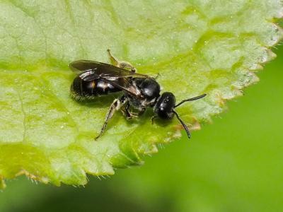  Lasioglossum Curtis, 1833