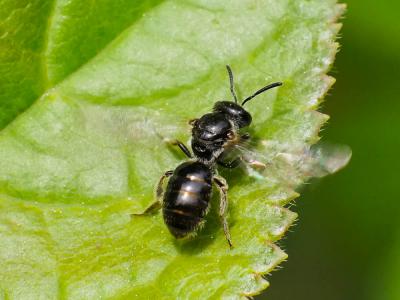  Lasioglossum Curtis, 1833