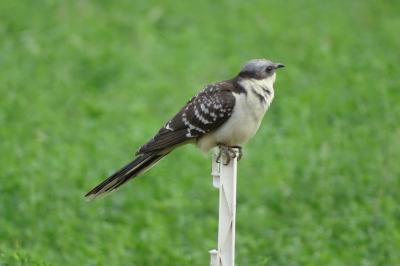 Coucou geai Clamator glandarius (Linnaeus, 1758)