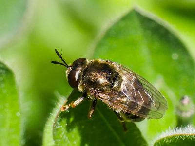  Microdon devius (Linnaeus, 1760)