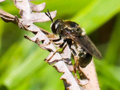  Microdon devius (Linnaeus, 1760)