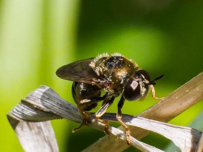  Microdon devius (Linnaeus, 1760)