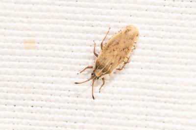  Tingis auriculata (A. Costa, 1847)