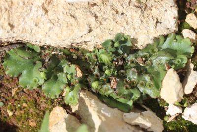  Marchantia polymorpha L., 1753