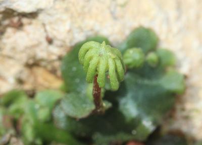  Marchantia polymorpha L., 1753
