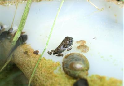 Crapaud calamite Epidalea calamita (Laurenti, 1768)